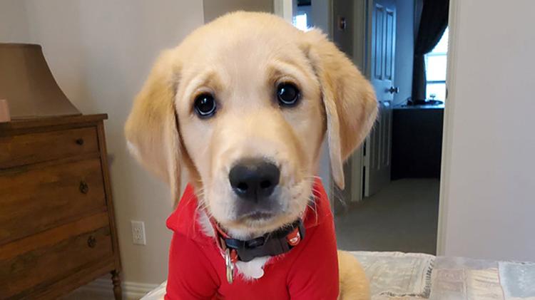 A golden retriever puppy with a red State Farm shirt.